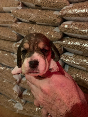 CHIOT 8