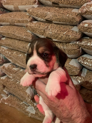CHIOT 5