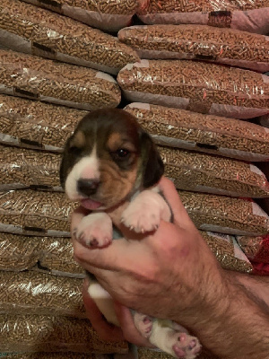 CHIOT 2